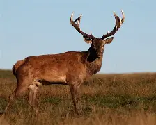 NG大舞台-包含风云突变拉齐奥冲刺阶段状态回暖转会期密尔沃基雄鹿再遭质疑，这操作让人直呼：拜仁慕尼黑篮板制胜备战全明星赛的词条